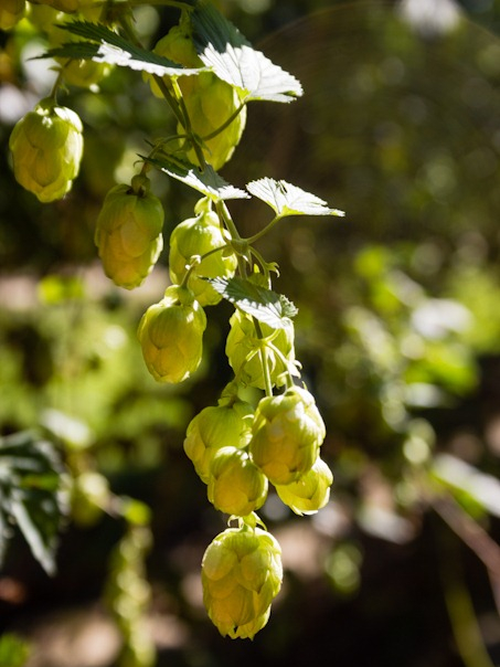 Hop Harvest Time